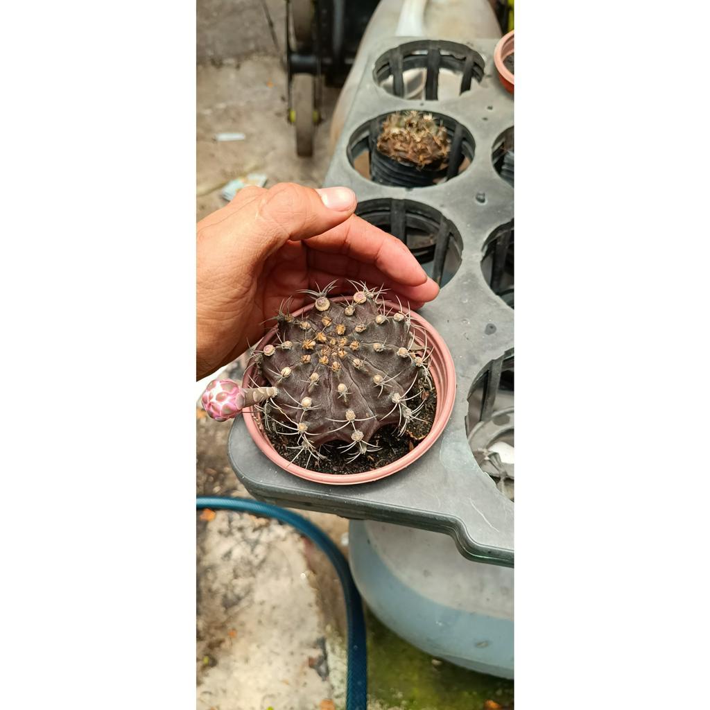xương rồng tai thỏ, xương rồng tròn, xương rồng nhiều loại