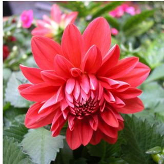 Củ hoa thược dược mix màu.