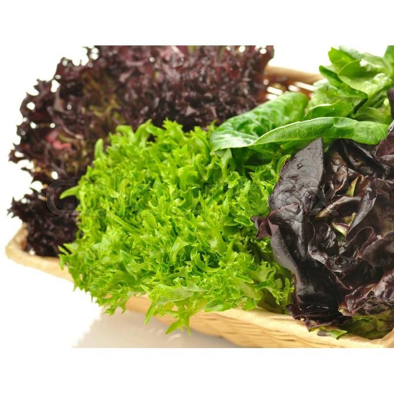 Hạt Giống Rau Xà Lách Hoàng Đế  -Dễ Trồng, Dinh Dưỡng, Năng Suất Cao - MUA 3 TẶNG 1 CÙNG LOẠI