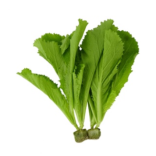 Hạt giống cải bẹ xanh