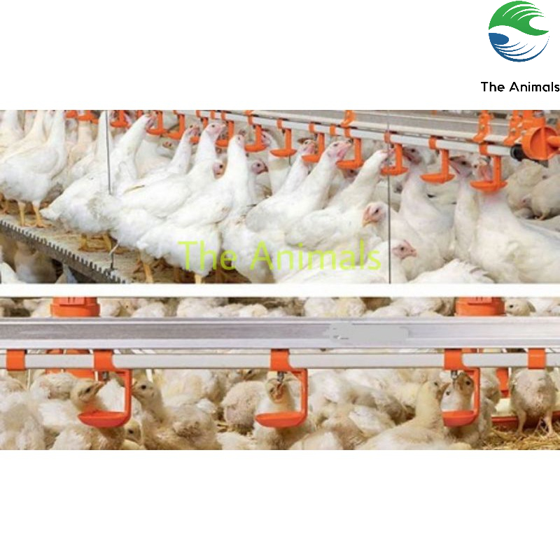 Máng uống nước tự động cho gà, chim cút, vịt nuôi công nghiệp