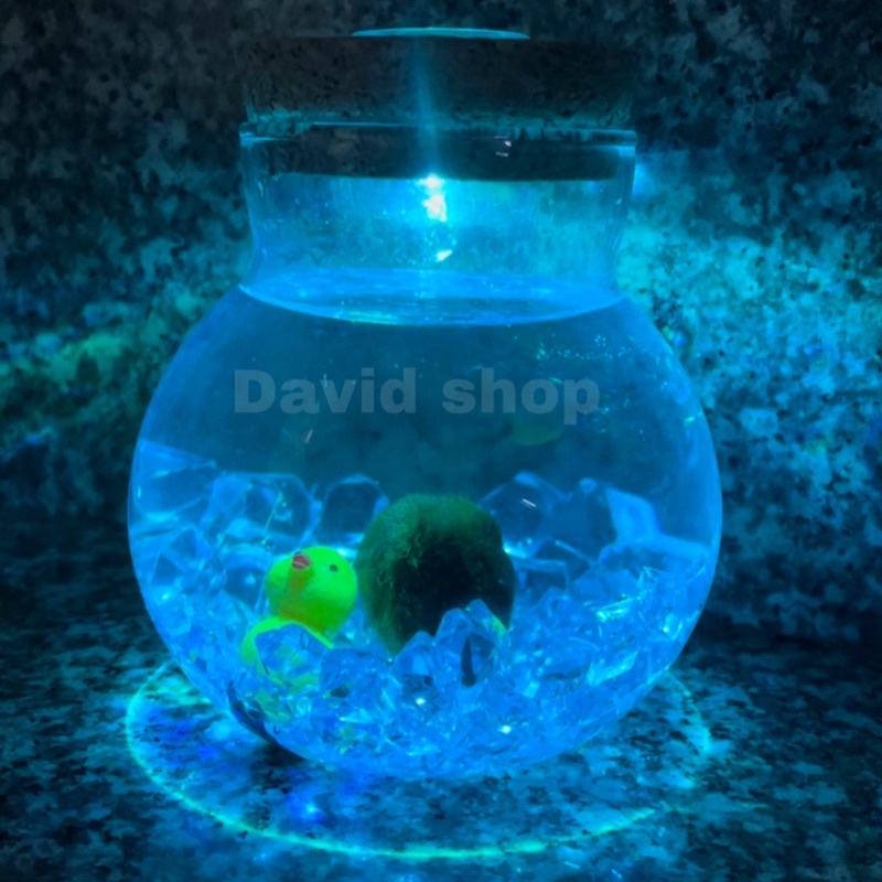 Lọ thủy tinh nắp gỗ có led/marimo-trang trí bàn học-bàn làm việc