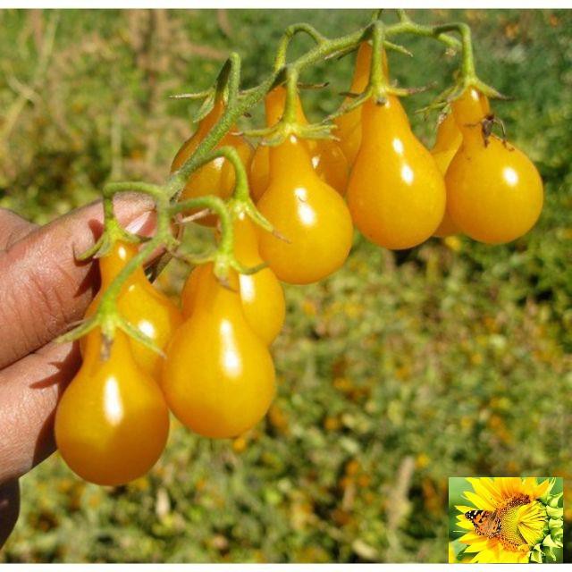 Hạt Giống Cà Chua Lê Vàng - 30 Hạt