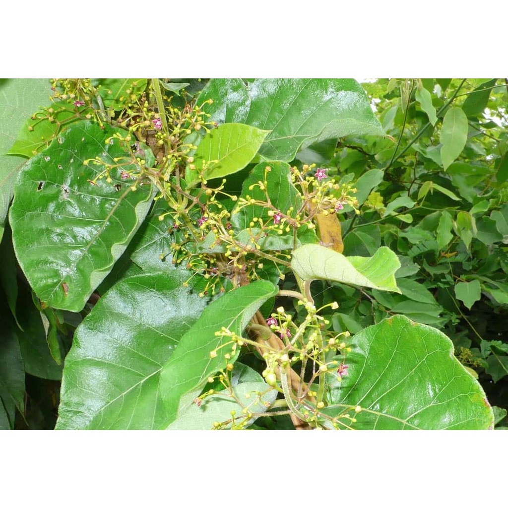 Hà Thủ Ô Ka - Giúp bổ máu, cải thiện râu và tóc, căng mịn da