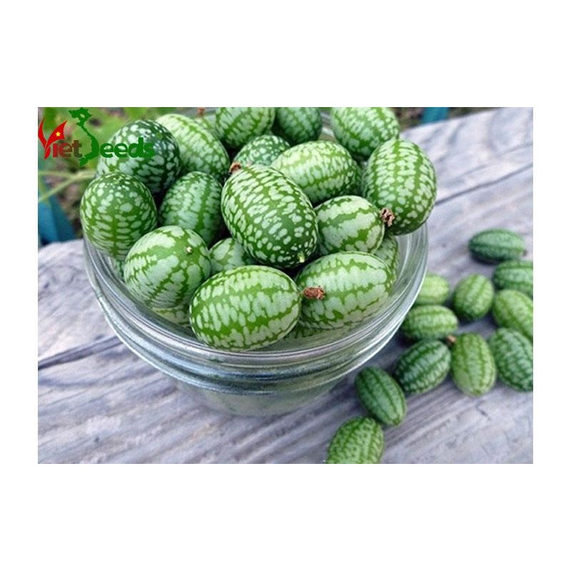 Hạt giống dưa hấu mini, dưa chuột mexico gói 5 hạt