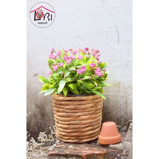 Litishop - Chậu trồng cây lục bình đẹp