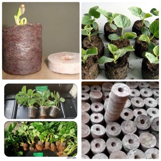 50 Viên nén Xơ dừa dùng để ươm hạt