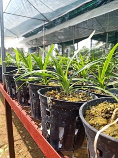 Hoa lan kiếm  Trắng Hà Thu