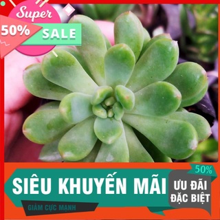 Sen thược dược
