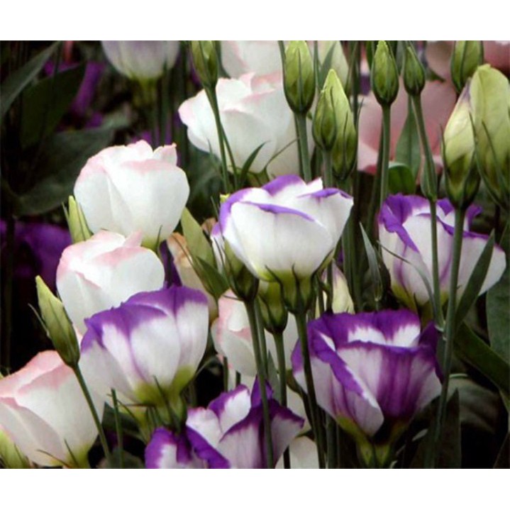 50h hạt giống hoa cát tường - Mix nhiều màu ( Lisianthus)