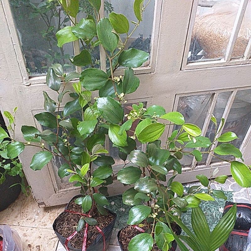 Cây táo thái lan mới về, cao 100cm, bầu to, cây đang nhiều bông.