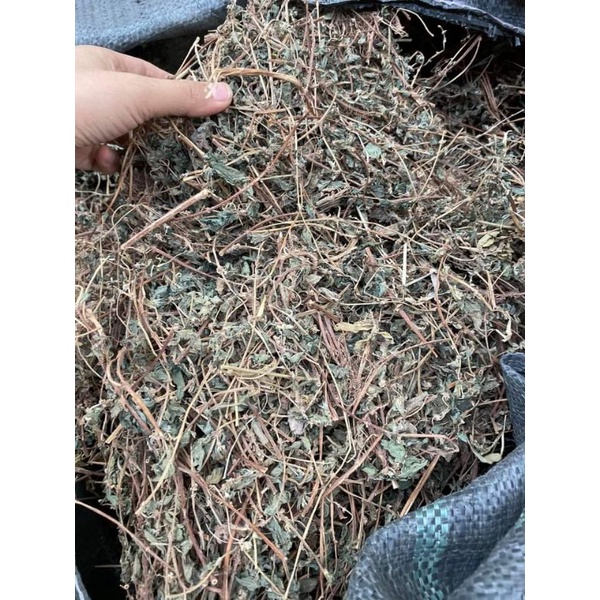 Cây bọ mắm (Cây dòi) 1kg  giúp cải thiện ho lâu mãn tính cực hay