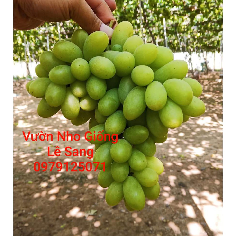 Cây Nho Giống Xanh Trái Dài.