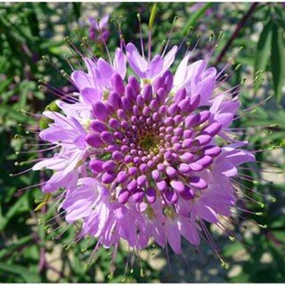 Hạt giống hoa hồng ri mix