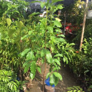 Cây vú sữa hoàng kim