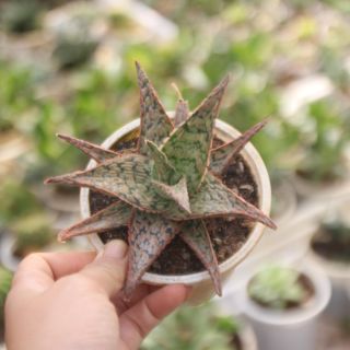 Móng rồng đế vương