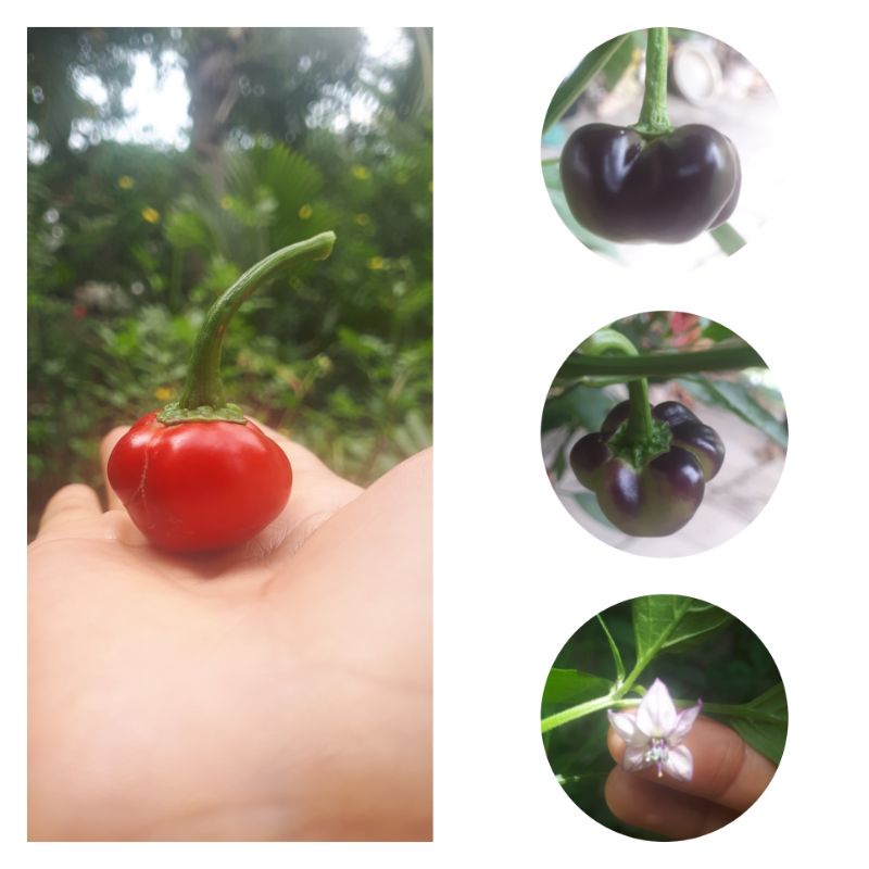 10 HẠT GIỐNG ỚT CHERRY ĐỘT BIẾN