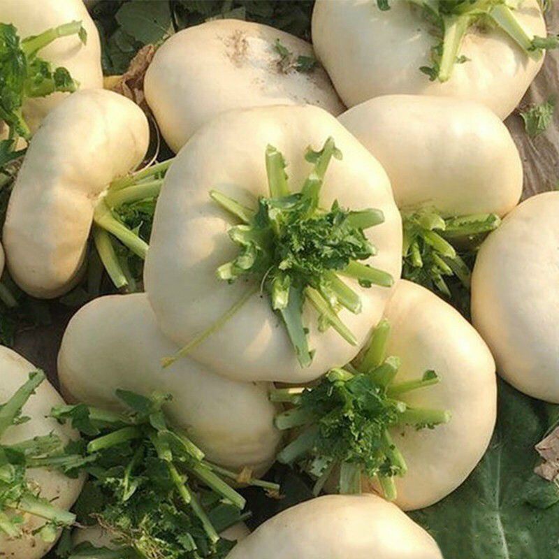 300 HẠT GIỐNG CỦ CẢI ÔN CHÂU DẸT