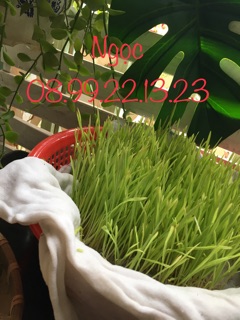 Hạt Giống Cỏ Lúa Mì