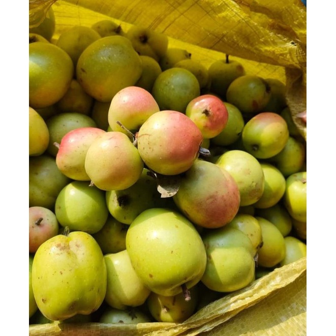 Táo mèo tươi ngâm rượu táo chọn đẹp 1kg