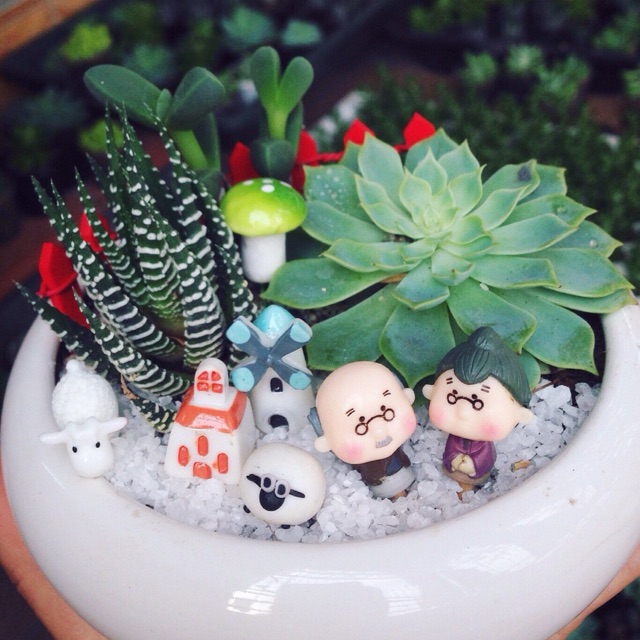Fullset sen đá thái, móng rồng, sen đá lá tim