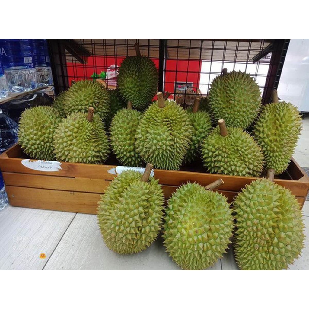Cây giống Sầu riêng  Khổ qua Xanh. .
