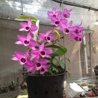 TRẦM RỒNG ĐỎ GIỐNG