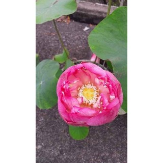 hạt giống sen bách diệp