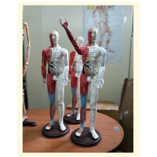 Mô hình châm cứu huyệt vị người 60cm kèm nội tạng