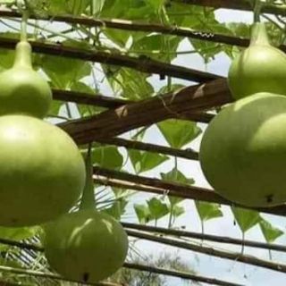 Bầu hồ lô Thái lan