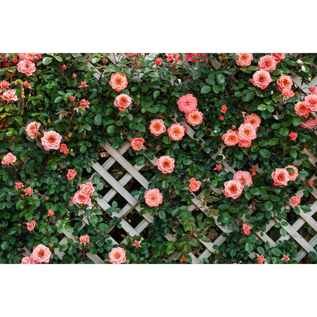 Tranh dán tường 3d hoa hồng trang trí phòng phủ giá rẻ đẹp chất liệu decal pp keo sẵn bóc dán atk 4