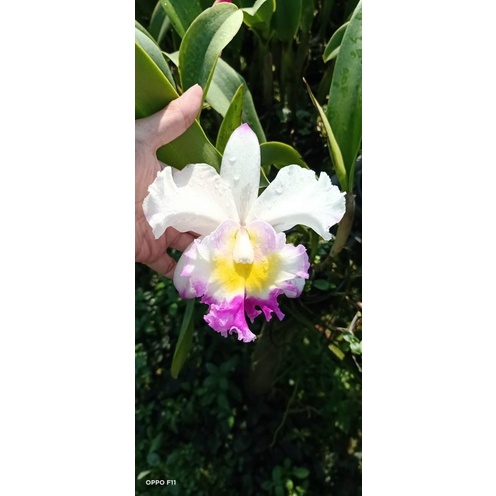 Hoa Lan Cattleya chọn màu hàng thuần đẹp
