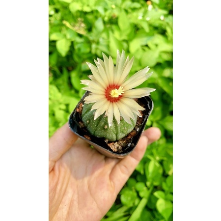 xương rồng aster sz 4 5 cm