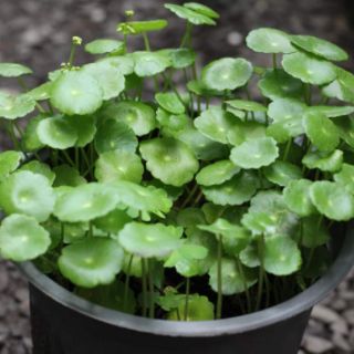 Cỏ đồng tiền