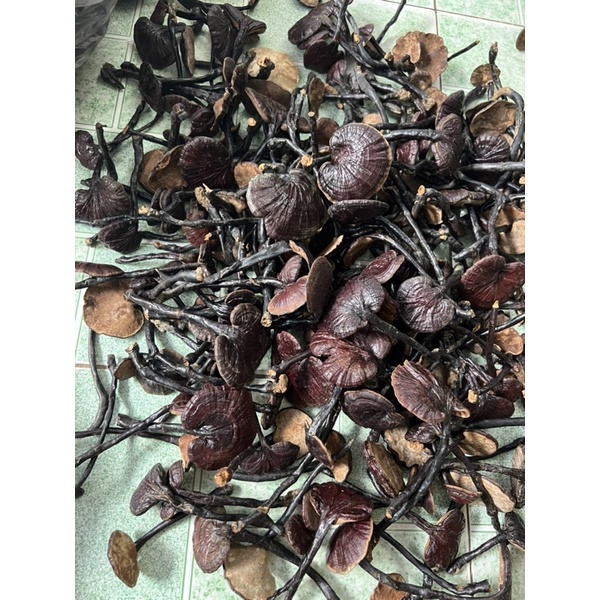 - Nấm Linh Chi Rừng - Hàng Chuẩn 100%