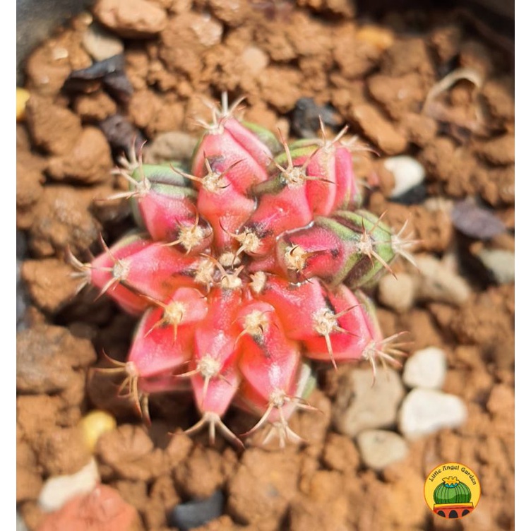 Xương rồng Jelly lem như viên kẹo ngọt ngào, dễ chăm