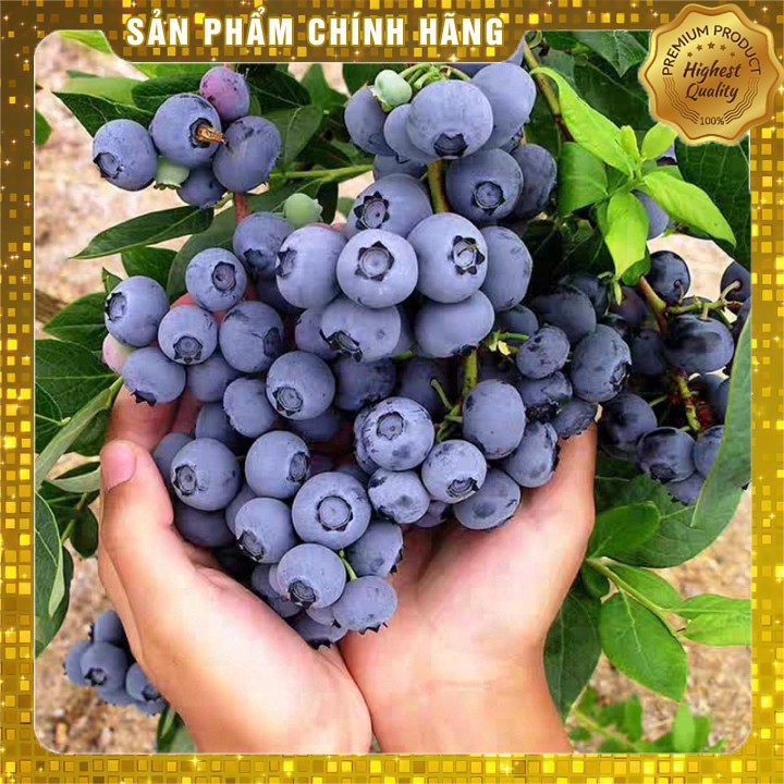 50 hạt giống Việt quất xanh trồng trong chậu - Việt quất Blueberry Seed 50 viên HOT