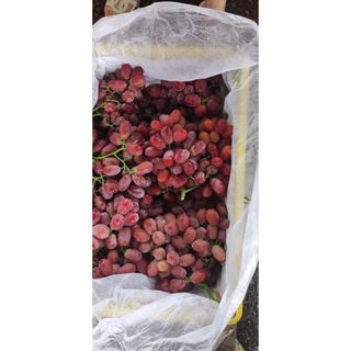 nho ruby ko hạt