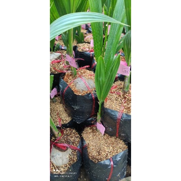 CÂY GIỐNG DỪA XIÊM LÙN SIÊU TRÁI , CHUẨN F1