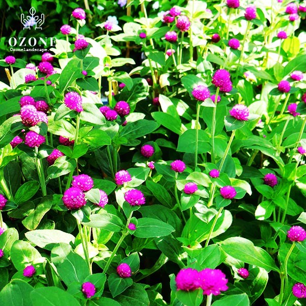 [Gói 150 hạt] Hạt Giống Hoa Bách Nhật Tím F1 Loại Siêu Dễ Trồng, Hoa Nở Đẹp Tặng kèm Hướng Dẫn Trồng