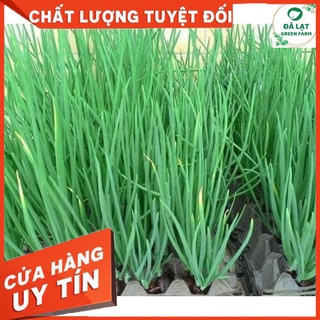 HẠT GIỐNG HÀNH LÁ CHUẨN FARM_1GR (CHẤT LƯỢNG CHUẨN F1)