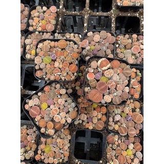 Lithop Thạch Lan (sỉ 7k)