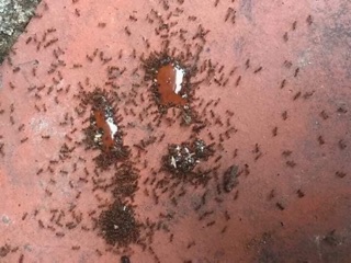 Thuốc diệt kiến gián ( combo 3 lọ)
