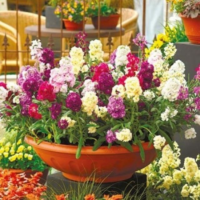 Hạt giống hoa Hoàng Anh nhiều màu(40-50hạt)