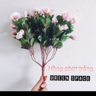 Hoa Giả - Cây Đỗ Quyên Các Màu