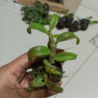 Trầm tím Thái Lan