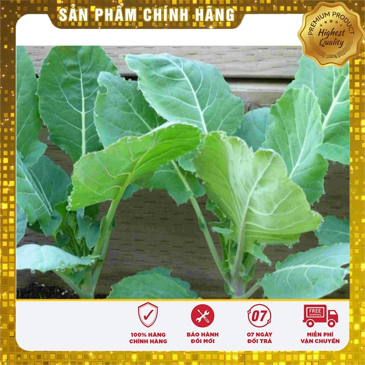 Hạt giống súp lơ xanh ( 0,5 gram )