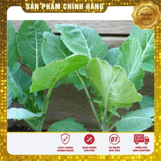 Hạt giống súp lơ xanh mini