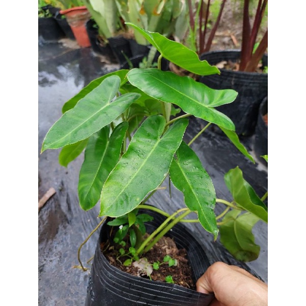 Trầu tỉ phú -burle marx