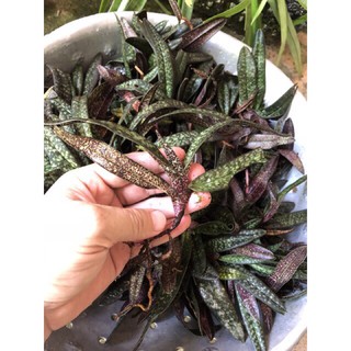 Lan hài móc hồng